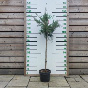  Borievka prostredná (Juniperus media) ´PFITZERIANA GLAUCA´ výška: 90-120 cm, kont.C7L – NA KMIENKU 